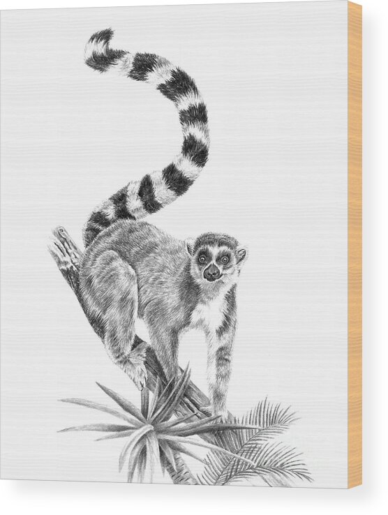 Ring-tailed Lemur Wood Print featuring the drawing Ring-tailed Lemur by Pencil Paws