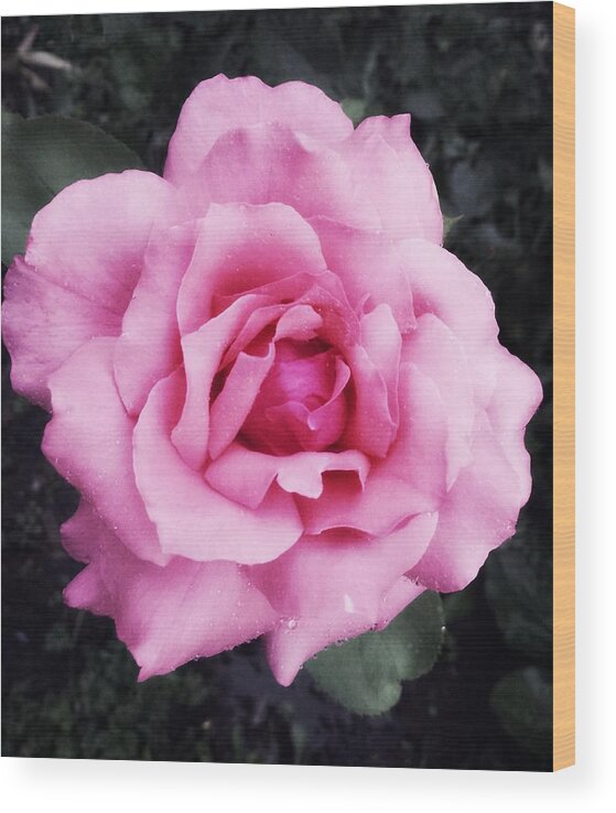 Pink Wood Print featuring the photograph Rose by Tanja Leuenberger