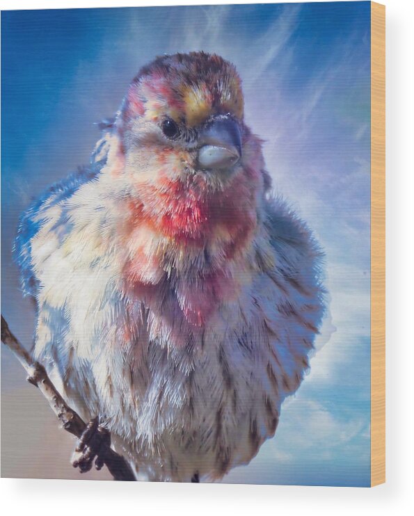 Waywardmuse Wood Print featuring the photograph Special Male House Finch by Judy Kennedy