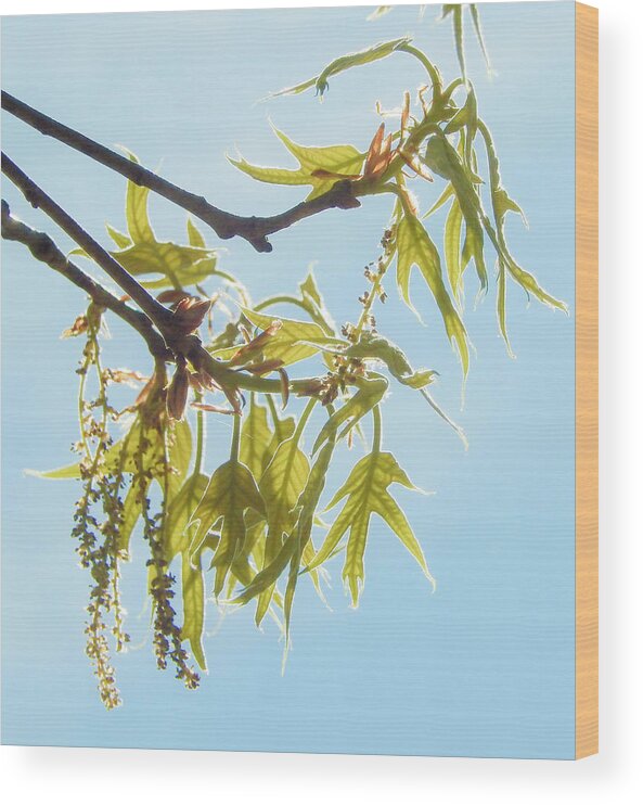 Spring Wood Print featuring the photograph Spring Oak Leaves by Karen Rispin
