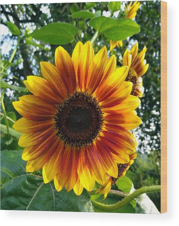 Sun Glow Flower Wood Print featuring the digital art Sun Glow Face by Pamela Smale Williams