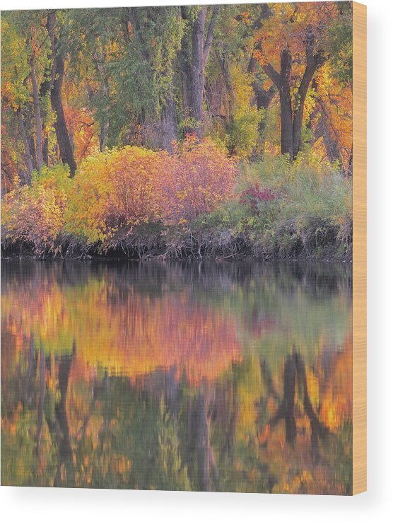 Sunset Wood Print featuring the photograph Sunset Reflections by Darren White