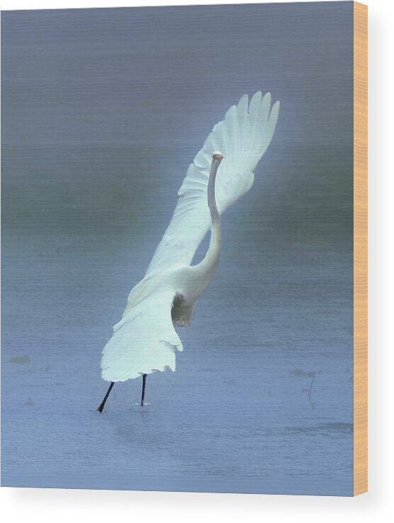 Faune Wood Print featuring the photograph The Great dancing Egret by Carl Marceau