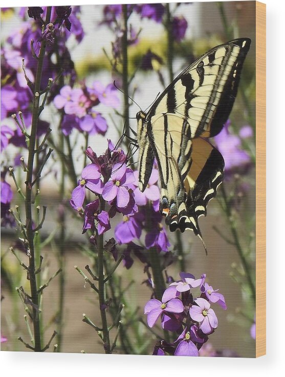 Tiger Swallowtail Butterfly Wood Print featuring the photograph Tiger Swallowtail by Sandra Peery
