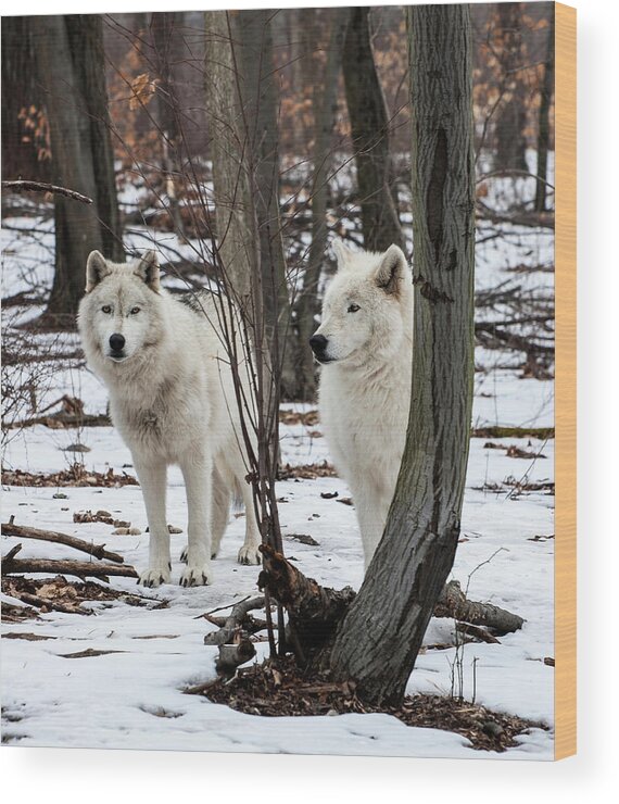 Wolf Wood Print featuring the photograph Two Wolves In The Woods by Gary Slawsky