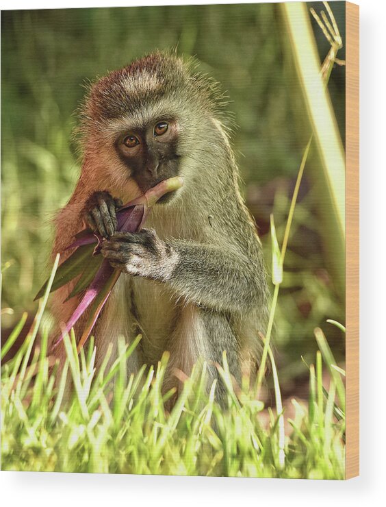 Africa Wood Print featuring the photograph Vervet Monkey in Kenya by Mitchell R Grosky