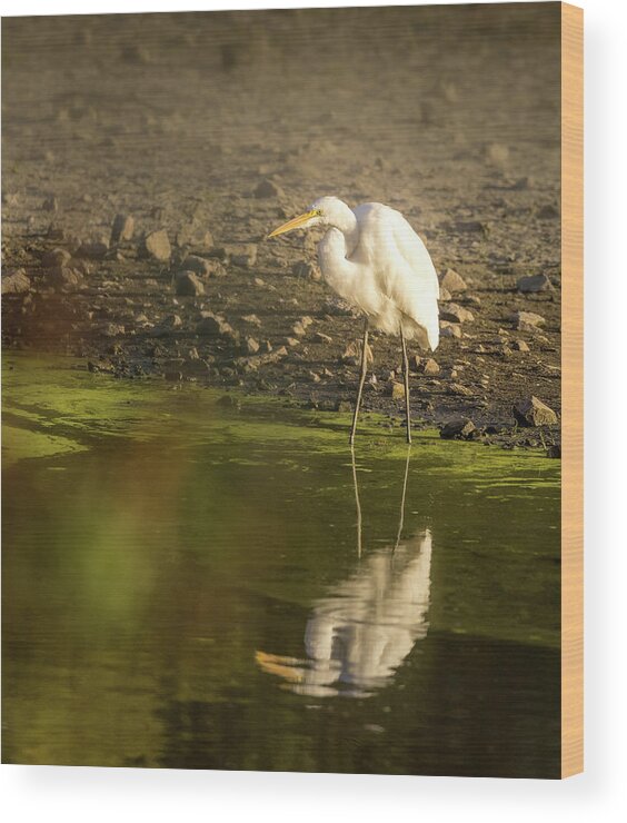 Watchful Egret Wood Print featuring the photograph Watchful Egret by Jean Noren