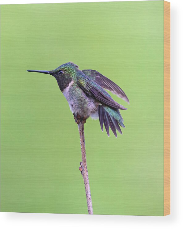 2021 Hummers Wood Print featuring the photograph Wonder Wings by Lara Ellis