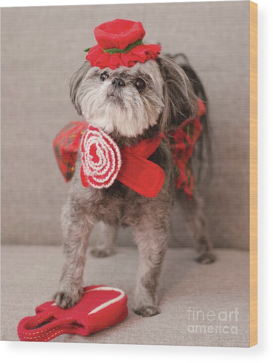 Dog Photography Wood Print featuring the photograph Madam Scarlett in All Red by Irina ArchAngelSkaya