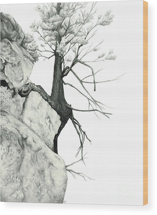 Tree Wood Print featuring the drawing Unlikely Perch by Elizabeth Mordensky
