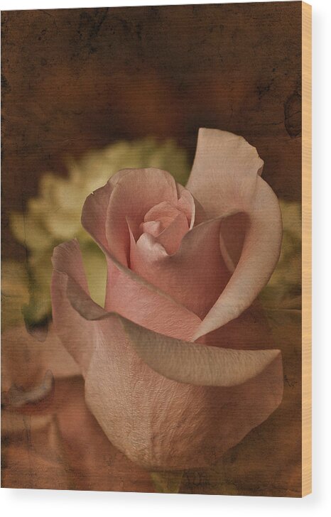 Pink Rose Wood Print featuring the photograph Vintage Pink Rose #6 by Richard Cummings