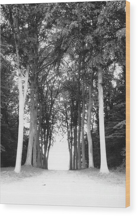 Trees Wood Print featuring the photograph Tunnel of Trees by Christine Jepsen