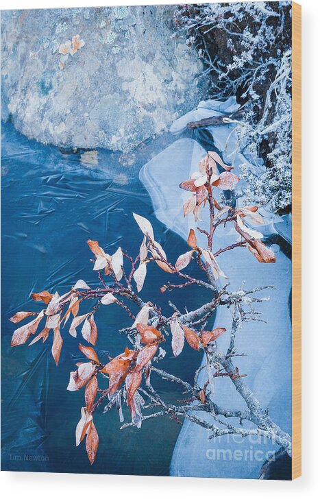 Alaska Wood Print featuring the photograph Frost Garden by Tim Newton