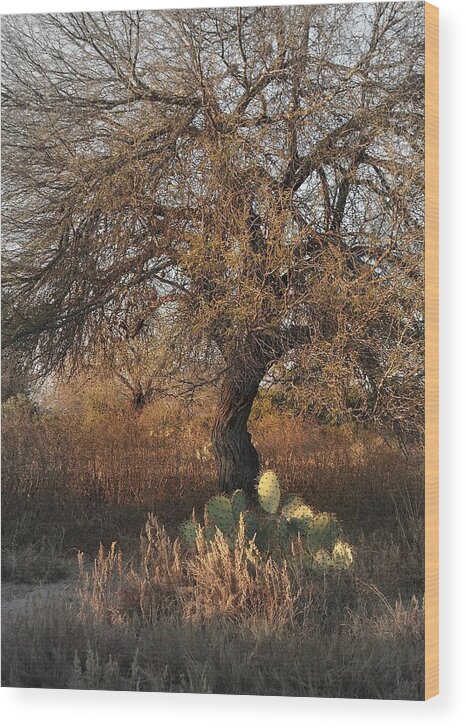 Tree Wood Print featuring the photograph Mexico..desert tree by Al Swasey