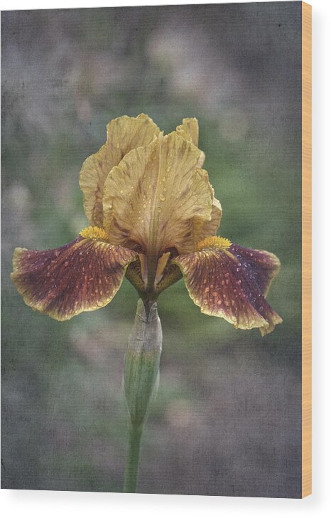 Iris Wood Print featuring the photograph Sunday Vintage iris No. 2 by Richard Cummings