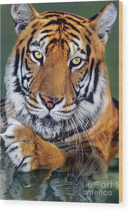 Bengal Tiger Wood Print featuring the photograph Bengal Tiger Portrait Endangered Species Wildlife Rescue by Dave Welling