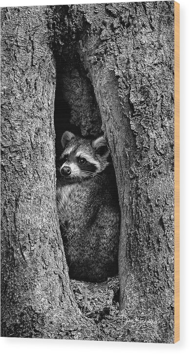 Raccoon Wood Print featuring the photograph Raccoon in Hollow 7385 by Dan Beauvais