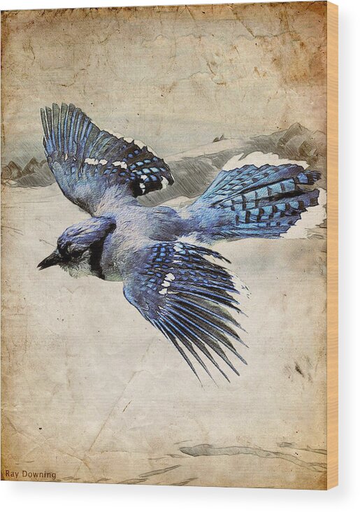Blue Jay Wood Print featuring the digital art Blue Jay in Flight by Ray Downing