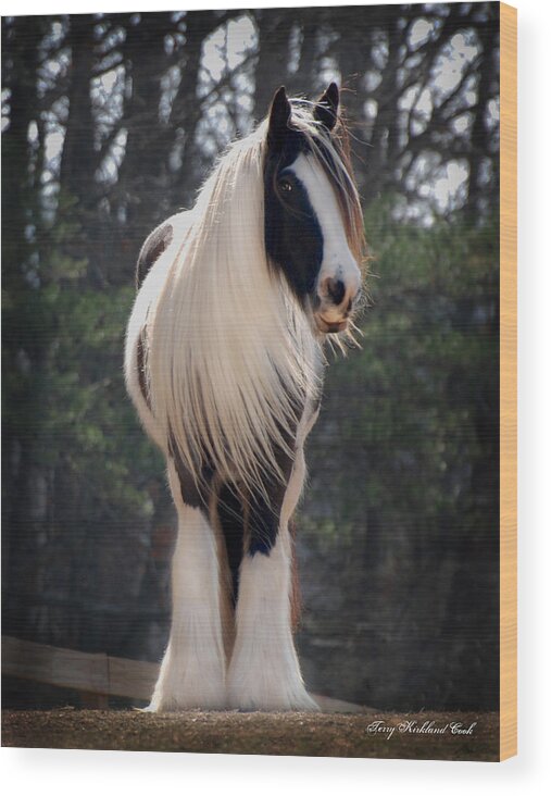 Horse Wood Print featuring the photograph Lioness Dahlia by Terry Kirkland Cook