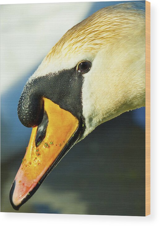 Nature Wood Print featuring the photograph Swan  by Steven Poulton