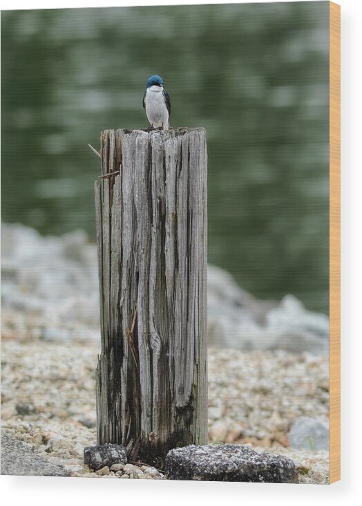 Bird Wood Print featuring the photograph Tiny Guardian by Jai Johnson
