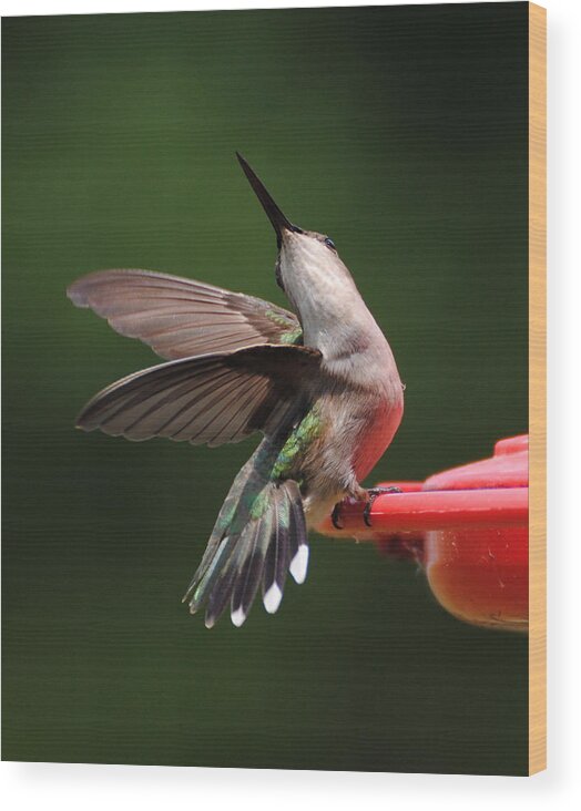 Avian Wood Print featuring the photograph Dance of the Hummingbird by Jai Johnson