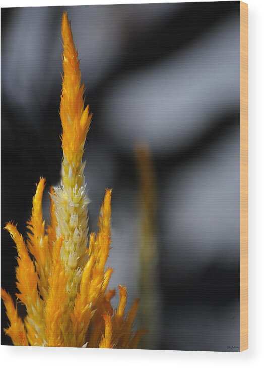 Black Wood Print featuring the photograph Goldenrod by Jai Johnson