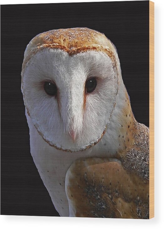 Barn Owl Wood Print featuring the photograph Barn Owl #1 by Larry Linton