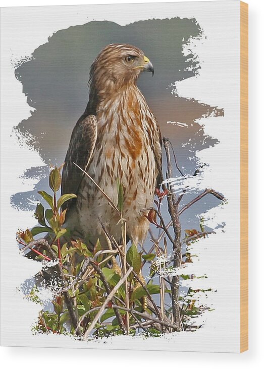 Red-shouldered Hawk Wood Print featuring the photograph Red-shouldered Hawk #1 by Larry Linton