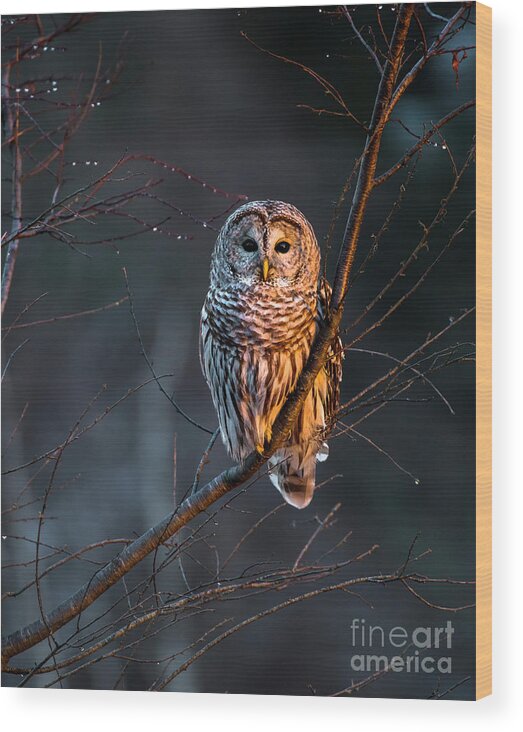 Bailey Island Wood Print featuring the photograph Barred Owl Tall by Benjamin Williamson
