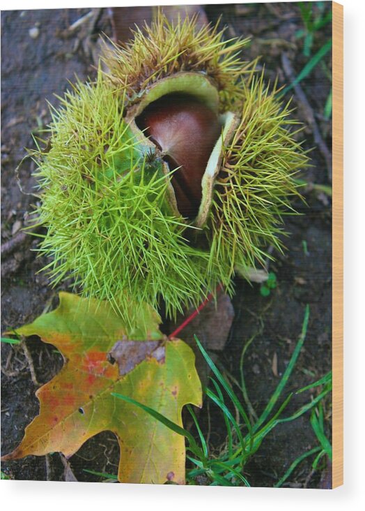  Wood Print featuring the photograph Chestnut Fresh from the Tree by Polly Castor