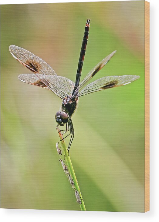 Beautiful Wood Print featuring the photograph Dragonfly and Friends by Dawn Currie