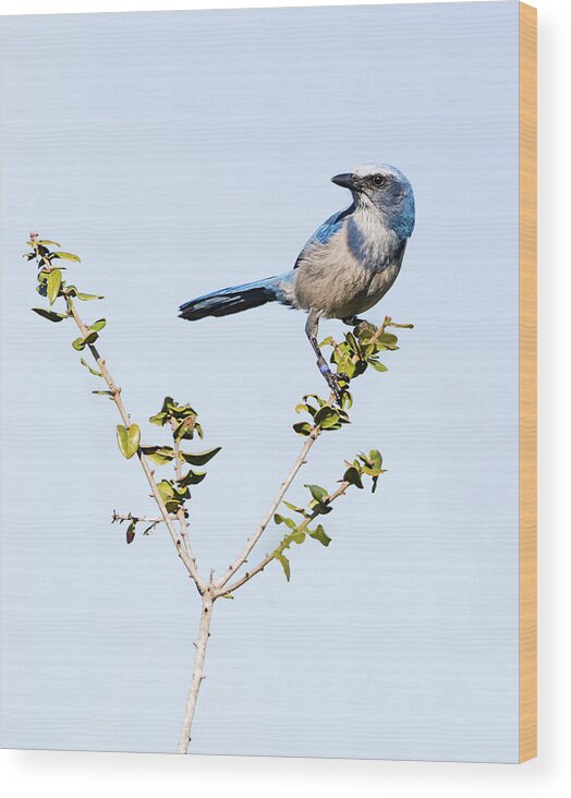 Aphelocoma Coerulescens Wood Print featuring the photograph Florida Scrub Jay III by Dawn Currie