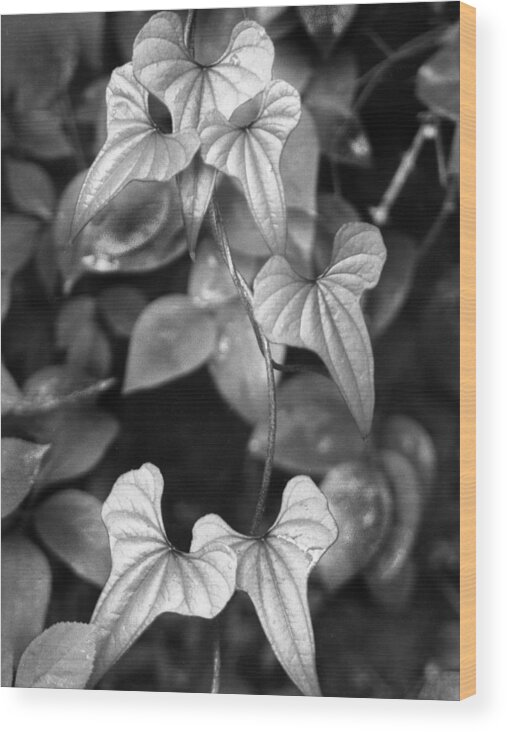 Ansel Adams Wood Print featuring the photograph ivy by Curtis J Neeley Jr
