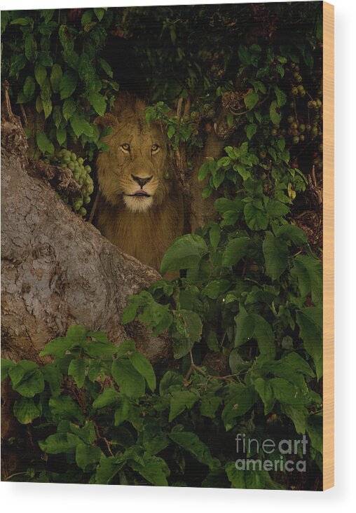Lion In A Fig Tree In Ngorongoro Crater Wood Print featuring the photograph Lion In A Tree-Signed-#9841 by J L Woody Wooden