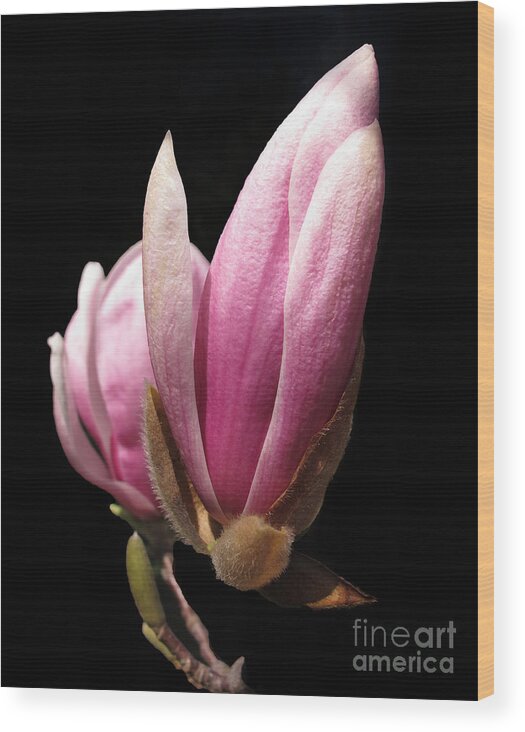 Nature Wood Print featuring the photograph Magnolia Tulip Tree Blossom by Arlene Carmel