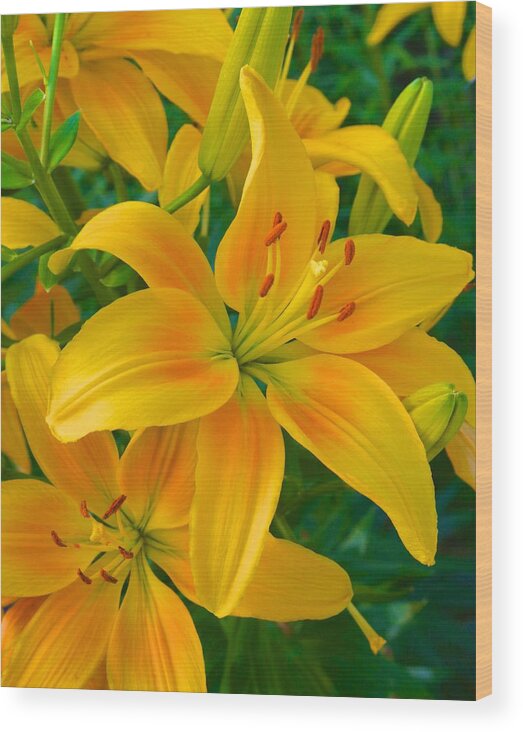  Wood Print featuring the photograph Ohio Lily by Polly Castor