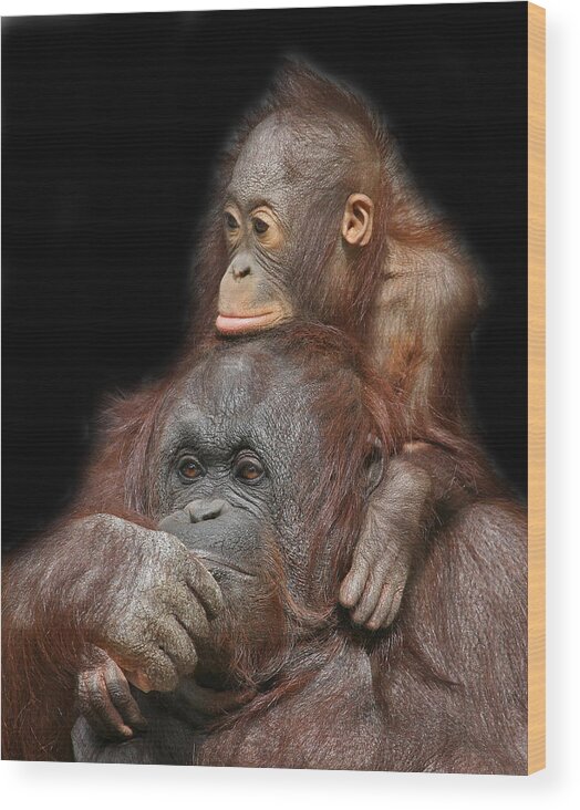 Orang-utan Wood Print featuring the photograph Orang-utan Mother And Baby by Larry Linton