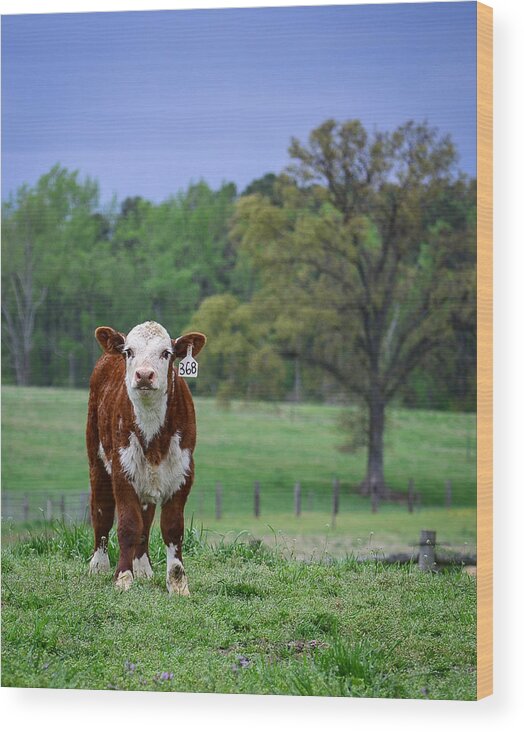 Cow Wood Print featuring the photograph Out Standing in His Field by Cyndi Goetcheus Sarfan