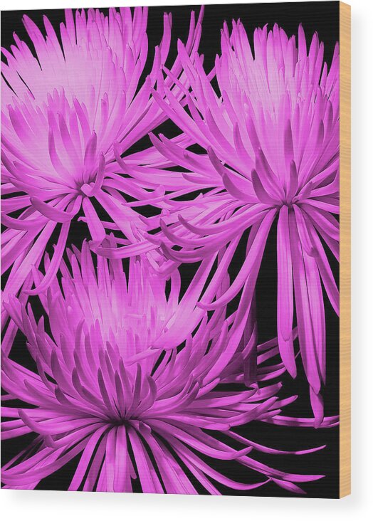 Fuji Wood Print featuring the photograph Pink Fuji Spider Mums by Tom Mc Nemar