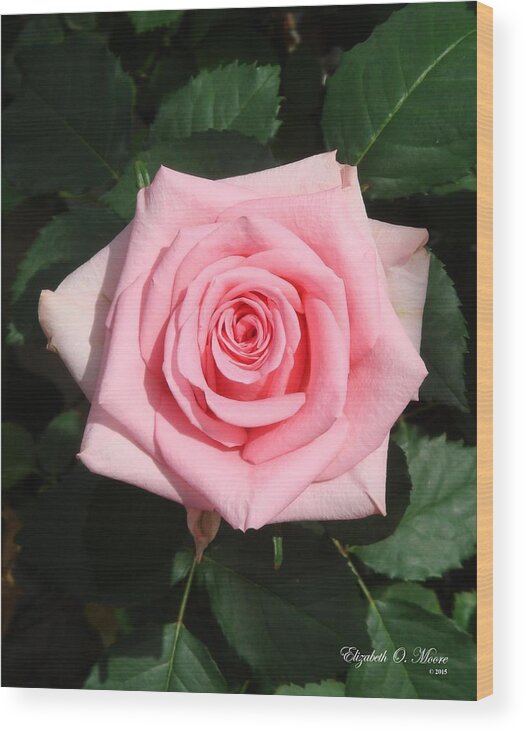 Pink Wood Print featuring the photograph Pink Rose by Elizabeth Moore