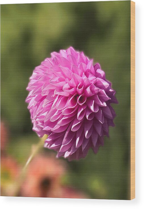 Florals Wood Print featuring the photograph PomPon Dahlia by Arlene Carmel