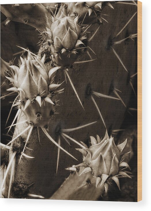 Cactus Wood Print featuring the photograph Prickly Pear Buds by Bob Coates