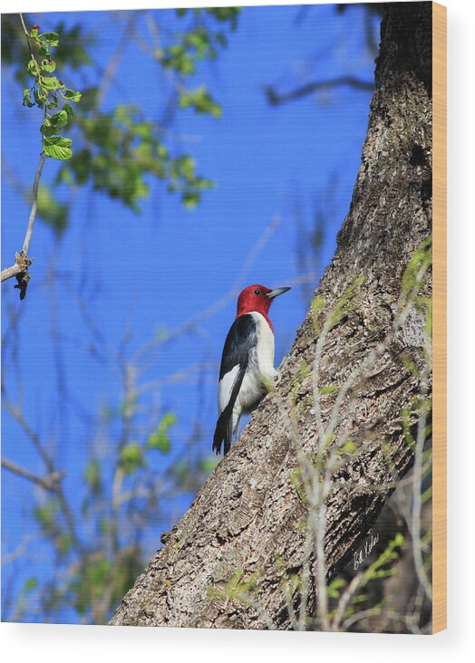 2017 May Wood Print featuring the photograph Red-headed Woodpecker by Bill Kesler