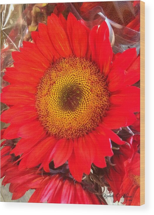 Red Wood Print featuring the photograph Red Sunflower by Elizabeth Moore
