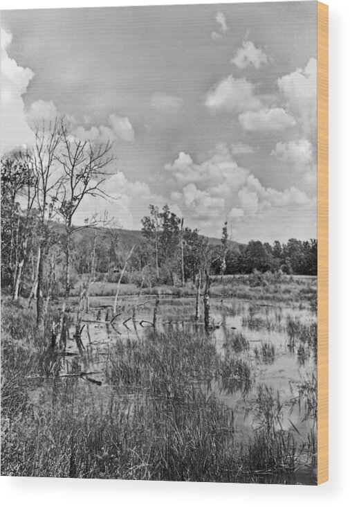 Ansel Adams Wood Print featuring the photograph Swamp by Curtis J Neeley Jr