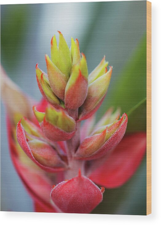 Tropical Wood Print featuring the photograph Topical_4287 by Pamela S Eaton-Ford