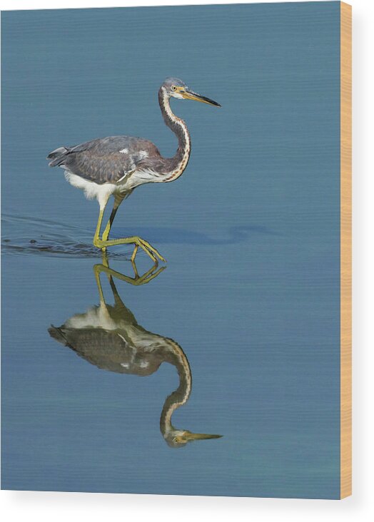 Alone Wood Print featuring the photograph Tricolor Reflection by Dawn Currie