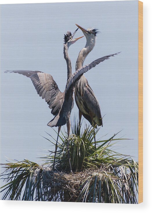 Great Blue Heron Wood Print featuring the photograph Great Blue Heron Mating Display II by Dawn Currie