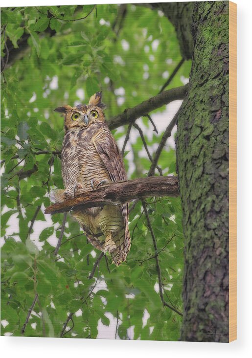 Great Horned Owl Wood Print featuring the photograph Great Horned Owl after a rain, being pestered by crows and a squirrel by Peter Herman